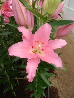 [4215 Barrage No02.JPG]